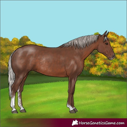 Horse Color:Silver Black Sabino Rabicano 