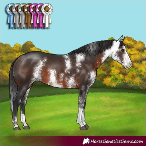 Horse Color:Brown Sabino 