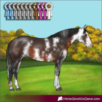 Horse Color:Brown Sabino