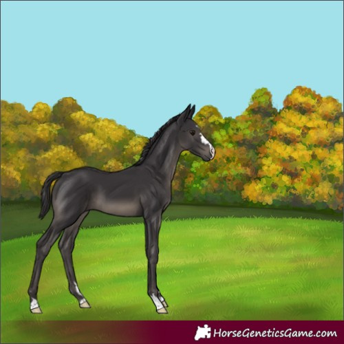 Horse Color:Smoky Black 