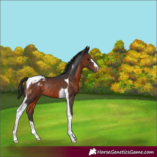 Horse Color:Brown Tobiano Varnish Rabicano 
