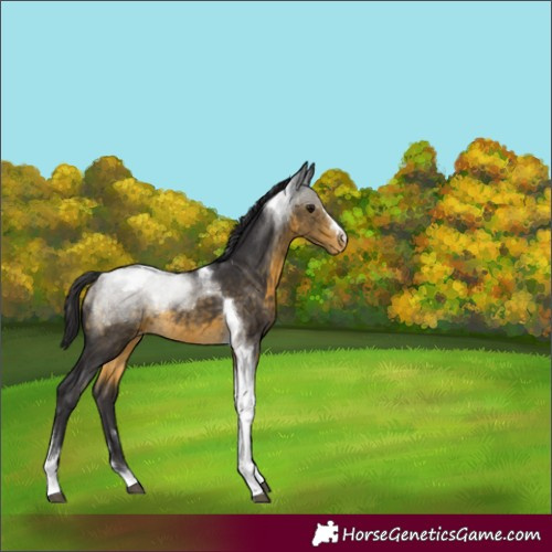 Horse Color:Buckskin Tobiano Varnish Rabicano 