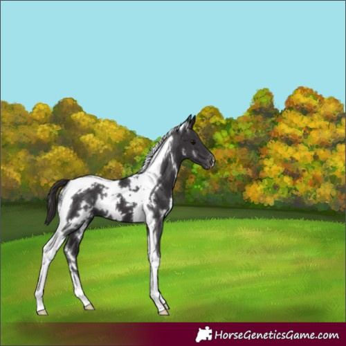 Horse Color:White Spotted Smoky Black Tobiano Varnish 
