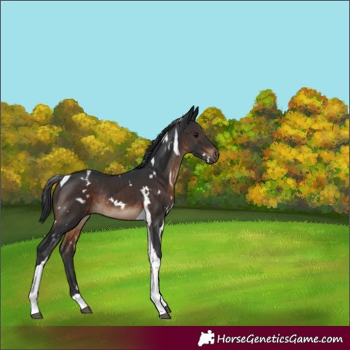 Horse Color:White Spotted Brown Tobiano Rabicano 