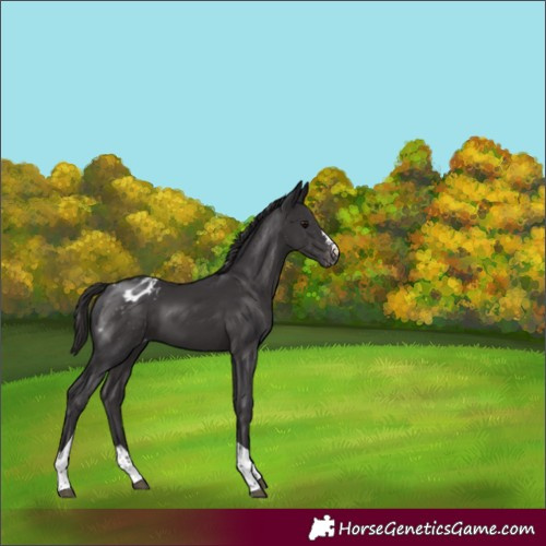 Horse Color:Smoky Black Tobiano Appaloosa