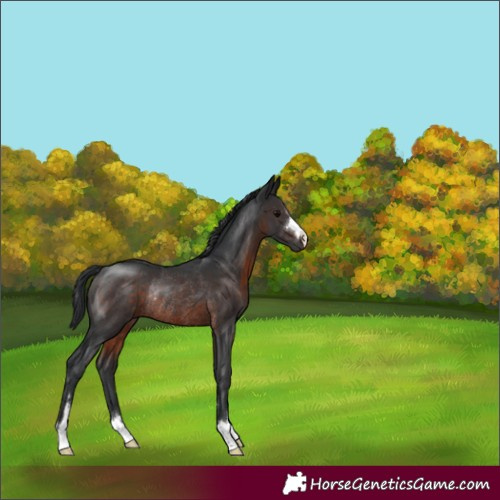 Horse Color:Brown Rabicano 