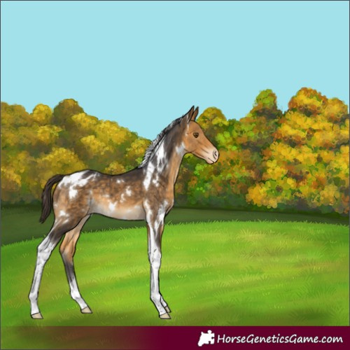 Horse Color:White Spotted Buckskin Tobiano Varnish Rabicano 