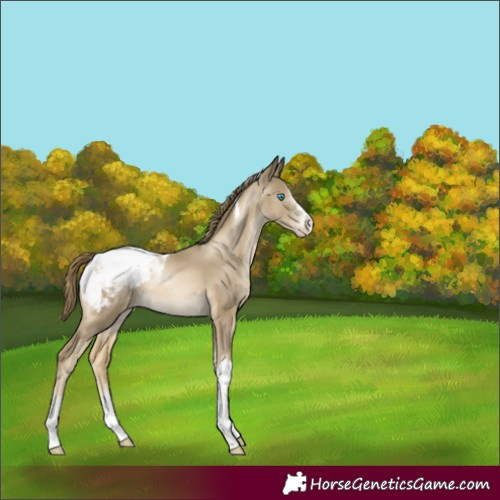 Horse Color:Smoky Black Pearl Sabino Tobiano Appaloosa Rabicano 