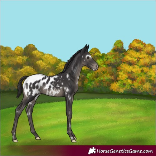 Horse Color:White Spotted Smoky Black Blanket Rabicano 