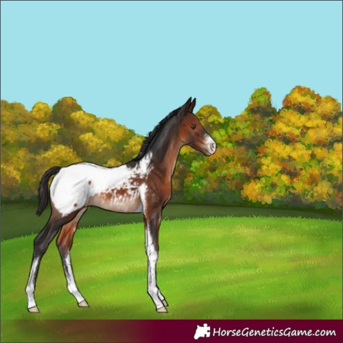 Horse Color:Brown Sabino Tobiano Snowcap Rabicano 