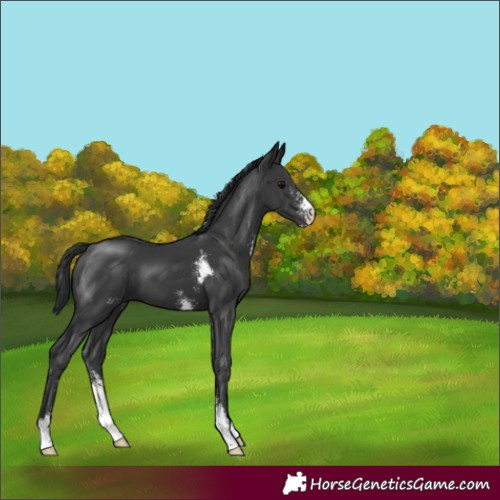 Horse Color:Black Sabino 