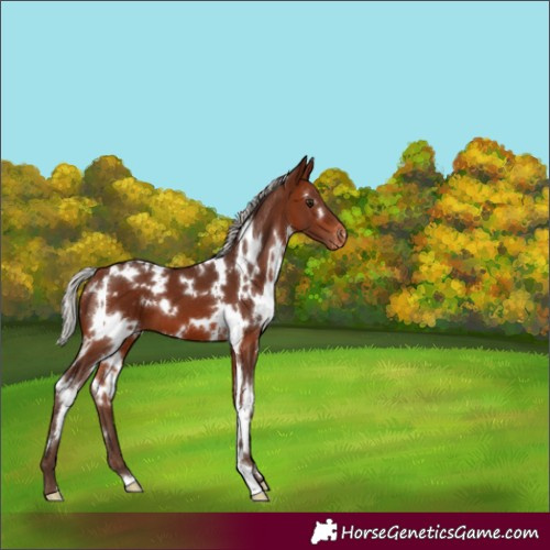 Horse Color:White Spotted Silver Brown Appaloosa 