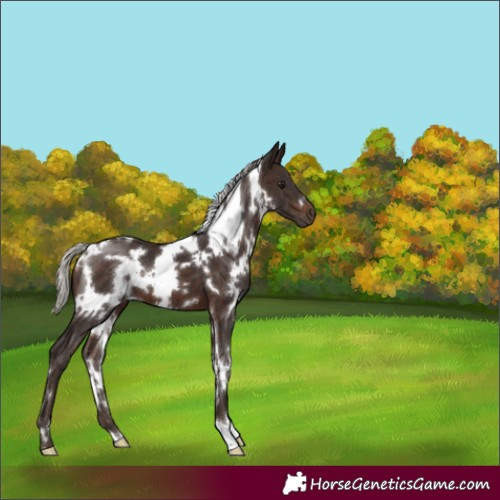 Horse Color:White Spotted Silver Brown 