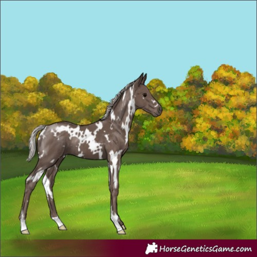 Horse Color:White Spotted Silver Black 