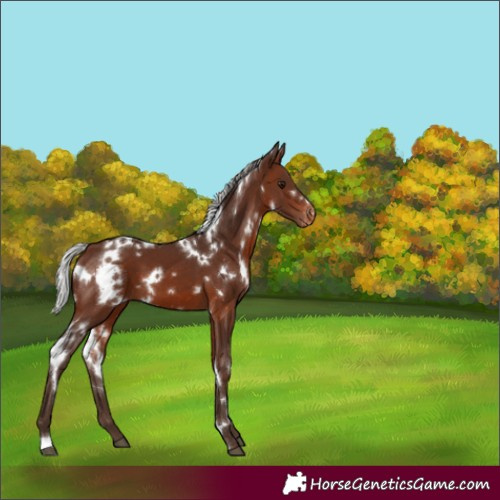Horse Color:White Spotted Silver Brown Varnish 