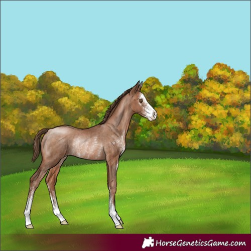 Horse Color:Brown Pearl Sabino Rabicano 