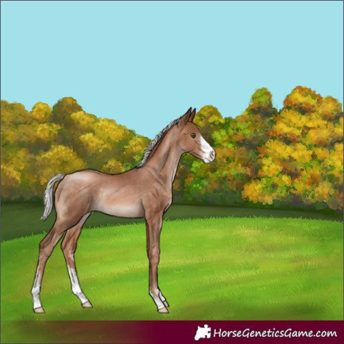Horse Color:Silver Brown Pearl Sabino Rabicano 