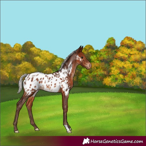 Horse Color:Silver Brown Appaloosa Rabicano 