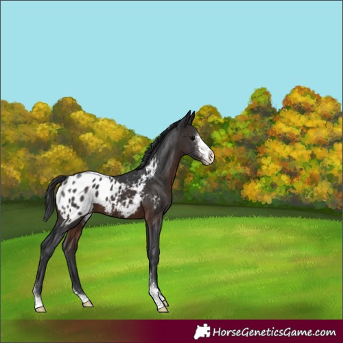 Horse Color:Brown Sabino Appaloosa 