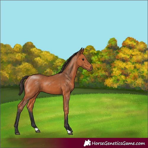 Horse Color:Bay 