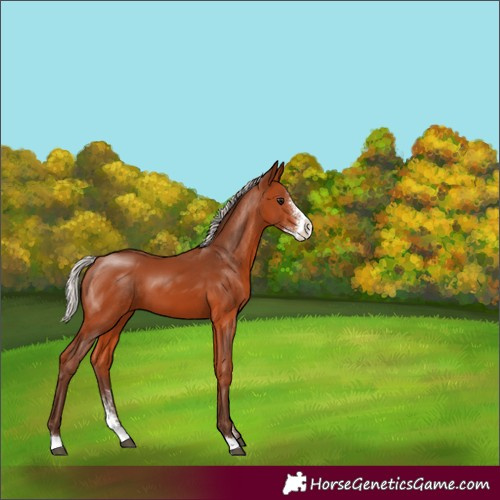 Horse Color:Silver Bay Sabino 