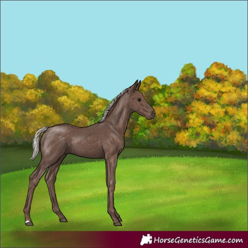 Horse Color:Silver Black 