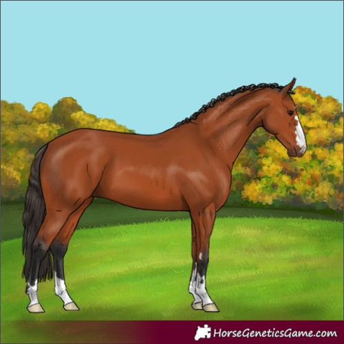 Horse Color:Bay 