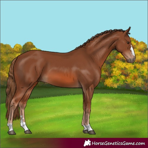 Horse Color:Chestnut 