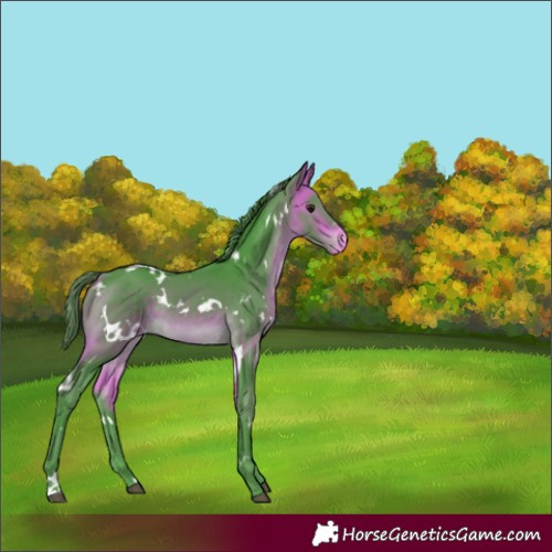 Horse Color:Watercolor White Spotted Buckskin Varnish Rabicano 