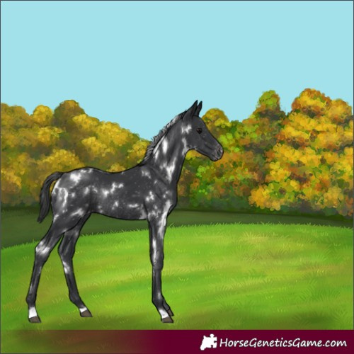 Horse Color:White Spotted Black Appaloosa Rabicano 