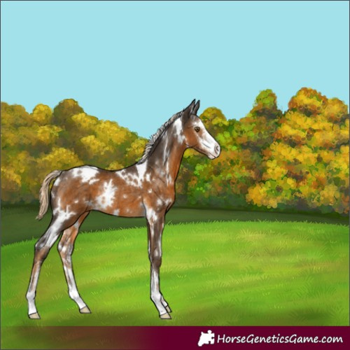 Horse Color:White Spotted Chocolate Palomino Sabino Rabicano 