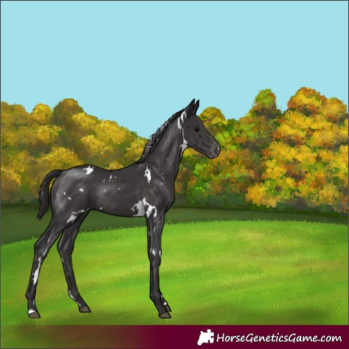 Horse Color:White Spotted Smoky Black Varnish Rabicano 