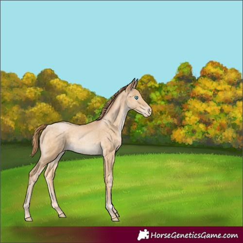 Horse Color:Buckskin Pearl Rabicano 