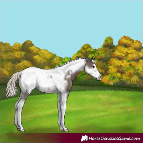 Horse Color:Silver Black Tobiano Frame Rabicano 