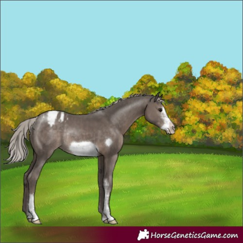 Horse Color:Silver Black Sabino Frame Varnish Rabicano 