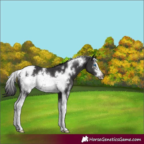 Horse Color:Smoky Black Sabino Tobiano Frame Appaloosa Rabicano