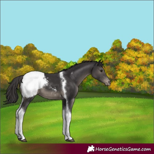 Horse Color:Smoky Black Tobiano Appaloosa 