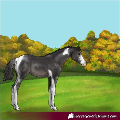 Horse Color:Smoky Black Sabino Tobiano 