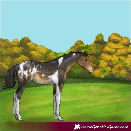 Horse Color:Buckskin Tobiano Blanket 