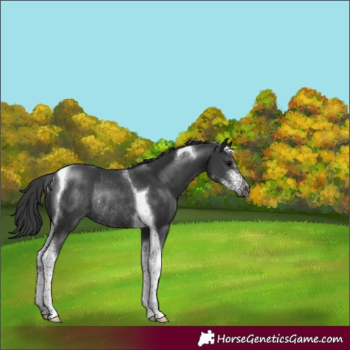 Horse Color:Black Sabino Tobiano Varnish Rabicano 