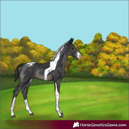 Horse Color:Black Sabino Tobiano Varnish Rabicano 