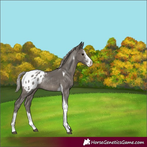 Horse Color:Silver Black Sabino Tobiano Blanket Rabicano 