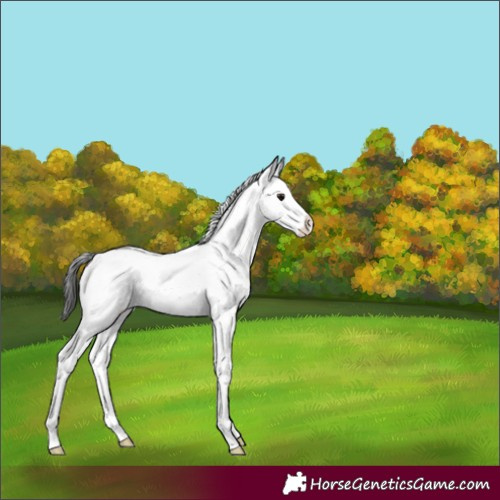 Horse Color:Black Sabino Appaloosa 