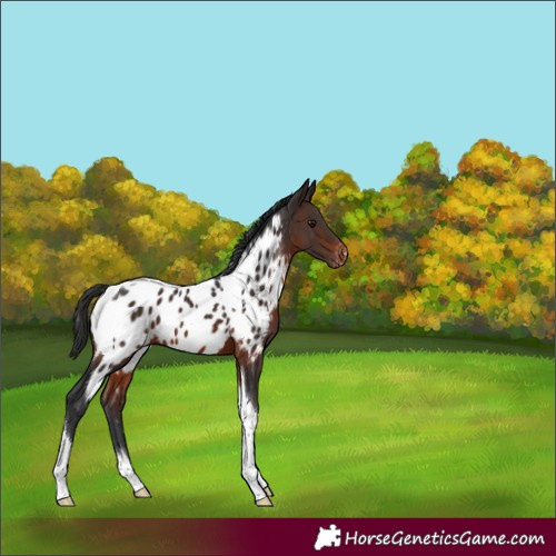 Horse Color:Brown Tobiano Near Leopard 