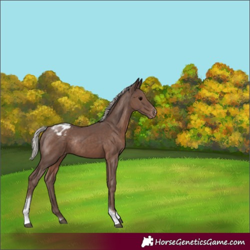 Horse Color:Silver Black Tobiano Varnish Rabicano 
