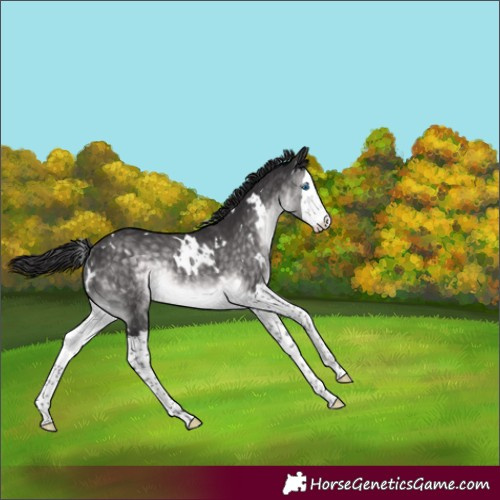 Horse Color:Platinum White Spotted Buckskin Splash Rabicano 