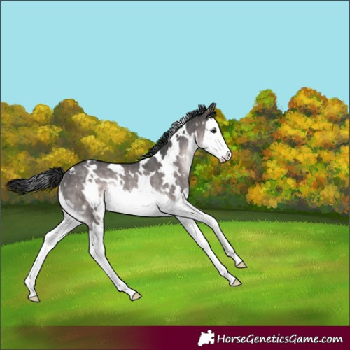 Horse Color:Platinum White Spotted Brown Dun Splash Rabicano Brindle 