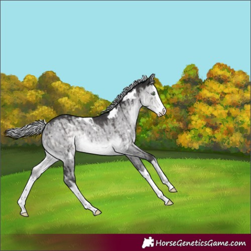 Horse Color:Platinum White Spotted Silver Buckskin Dun Splash Brindle