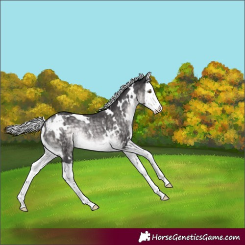 Horse Color:Platinum White Spotted Silver Buckskin Splash Rabicano