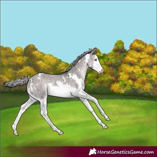 Horse Color:Platinum White Spotted Silver Brown Dun Splash Brindle 